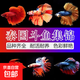 泰國斗魚(yú)活魚(yú)小型冷水觀(guān)賞魚(yú)小魚(yú)耐活好養淡水魚(yú)專(zhuān)用魚(yú)缸活體公母 隨機顏色2條斗魚(yú)【一公一母】