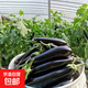 【京東快遞】現摘現發(fā)新鮮綠把黑茄新鮮蔬菜生鮮 綠把茄子 2斤 凈重