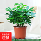 四季常青八方來財鴨腳木室內(nèi)陽臺桌面綠植大型盆栽花卉綠蘿發(fā)財樹 八方來財【15-25cm]】4顆+原盆原土+肥料