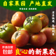 水果番茄草莓西紅柿鐵皮柿子正宗新鮮蔬菜減肥生吃 凈重 6斤 裝(果型大，單果≥100克)
