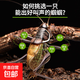 蟈蟈活新脫鳴蟲(chóng)夏蟈蟈大活體大肚子野生叫蟈蟈鐵蟈蟈綠蟈蟈 大號(hào)鐵皮蟈蟈 拍兩個(gè)給罐