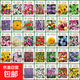 波斯菊花種子格?；ǚN籽子七彩四季開(kāi)花易活花籽庭院野花組合種子 新手隨機10包裝
