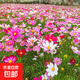 波斯菊種子混色矮桿格?；ǚN子庭院陽(yáng)臺盆栽四季開(kāi)花景觀(guān)綠化花籽 波斯菊種子/包約500粒 1包