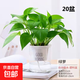 【綠蘿盆栽帶精致南瓜儲(chǔ)水盆】吸甲醛凈化空氣水培綠植物花卉好養(yǎng) 【公司美觀20盆】綠蘿+早安吸水盆 整體含盆高度20-25cm