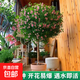 小木槿棒棒糖盆栽四季開(kāi)花植物室內陽(yáng)臺庭院好養開(kāi)花不斷易活花卉 糖糖糖小木槿 80-1米高帶原盆原土