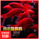 冷水鸚鵡魚招財魚血鸚鵡紅金魚冷水觀賞魚活體魚苗好養(yǎng)耐活發(fā)財魚 冷水血鸚鵡9條【8-10cm】