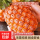 海南金鉆鳳梨精品果新鮮水果手撕無眼菠蘿應(yīng)季水果 凈重9斤大果