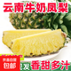 云南黑鉆鳳梨新鮮水果牛奶鳳梨非菠蘿整箱包郵 1個(gè)裝大果 單果1.5斤起
