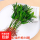 驅蚊竹柏水培植物大棵室內水養(yǎng)綠植花卉盆栽辦公室桌面驅蚊草好養(yǎng) 精選竹柏10顆+肥料