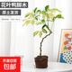 造型花葉鴨腳木盆栽鵝掌木本植物室內耐陰耐曬好養綠植盆栽中古風(fēng) 造型花葉鴨腳木【1顆】+原土發(fā)貨