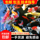 招財錦鯉魚(yú)觀(guān)賞魚(yú) 冷水魚(yú)活魚(yú)招財魚(yú)好養耐活 風(fēng)水富貴魚(yú) 精品錦鯉隨機多種顏色6條 8-10厘米