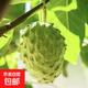 釋迦果苗樹(shù)嫁接臺灣鳳梨釋迦苗特大牛奶釋迦番荔枝林檎南方果樹(shù)苗 牛奶釋迦三年苗 1棵+肥 50cm(含)-60cm(不含)