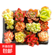 彩色多肉植物組合盆栽室內綠植花卉 進(jìn)口土培育顏色鮮艷好養 顏色品種多樣 彩色多肉組合 12 顆