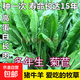 進口牧草種子多年生黑麥草魚草喂養(yǎng)雞鴨鵝豬牛羊種籽 大葉菊苣凈子 500克（更實惠）
