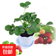【買(mǎi)2送1】草莓苗四季草莓苗庭院陽(yáng)臺盆栽地栽奶油草莓苗四季結果 X奶油草莓苗5顆+肥【掌柜推薦】