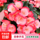 麗格海棠重瓣大花盆栽紅玫瑰室內(nèi)客廳陽臺(tái)四季開凈化空氣好養(yǎng)花卉 紅邊白心 麗格海棠帶花苞 不含盆