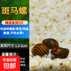 黃金螺淡水觀(guān)賞螺活體清潔螺除藻清苔工具螺蘋(píng)果螺不加溫吃魚(yú)龜便 斑馬螺5個(gè) 1.5-2cm