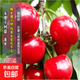 買(mǎi)一送一嫁接車(chē)厘子樹(shù)苗大櫻桃苗南北方種植盆栽地栽抗寒抗旱脫毒 美早大櫻桃 3公分粗收到1棵【結果多