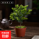 小葉紫檀老樁室內(nèi)盆景客廳辦公室桌面四季常青好養(yǎng)黑骨茶盆栽綠植 小葉紫檀（原盆原土）發(fā)貨 帶盆栽好