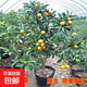 【脆皮金桔樹(shù)苗】盆栽可食用帶果四季客廳室內外驅蚊綠植物年貨 8年金桔盆栽【帶原盆帶土發(fā)貨】