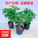 四季桂花樹(shù)苗耐寒花卉陽(yáng)臺金丹桂盆栽庭院老樁濃香型花期長(cháng) 四季桂3年苗2棵【當年開(kāi)花】+肥料
