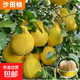 柚子樹(shù)苗果樹(shù)果苗紅心蜜柚廣西大沙田柚嫁接南方庭院種植 廣西沙田柚 高40-60cm