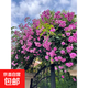 七十姊妹薔薇花苗多花粉色爬藤開(kāi)花植物無(wú)刺少刺中花濃香型庭院 十姊妹少刺特大苗1.5m 不含盆