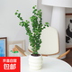 【卷葉榕】卷福卷葉榕盆栽超好養(yǎng)活紫葉吊蘭觀葉耐陰植物綠植花卉 3株苗高35-45cm配懶人吸水盆