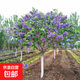 丁香花樹(shù)苗室內(nèi)外庭院盆栽地栽濃香型耐寒植物花卉紫丁香四季開(kāi)花 嫁接獨(dú)桿2公分粗拍下備注品種 不含盆