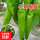 辣椒種苗朝天椒小米椒薄皮椒長線椒燈籠椒甜椒五彩椒螺絲椒蔬菜秧 牛角椒苗 10棵
