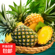 廣東香水菠蘿新鮮水果菠蘿鳳梨整箱包郵單果500g起 【嘗鮮】1粒裝 凈重1.3-1.5斤