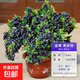 藍莓樹(shù)果苗藍莓苗盆栽地栽果苗帶大果南北方種植苗兔眼綠寶石果樹(shù) 8年苗_黑珍珠/帶葉帶土發(fā)貨