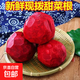 甜菜根新鮮現(xiàn)挖5斤甜菜頭紫菜頭紅甜菜可榨汁農(nóng)產(chǎn)品紅菜頭蘿卜頭 甜菜根9斤大果