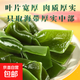 鮮海帶 鹽漬海帶結 海帶扣 火鍋食材 海洋蔬菜 大連鹽漬鮮海帶結5斤