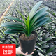 大盆君子蘭盆栽名貴國(guó)寶級(jí)花卉苗綠植物圓頭和尚室內(nèi)客廳四季好養(yǎng) 大苗當(dāng)年開(kāi)花】12-14片葉子+帶土 送肥料