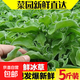 【送沙拉醬】新鮮冰草冰菜沙拉菜火鍋即食生吃生菜送沙拉醬西餐廳 新鮮冰草5斤