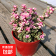 多肉植物 多肉精選老樁蒂亞吸財樹辦公室室內(nèi)陽臺紅寶石群生多頭 雅樂之舞【9厘米盆】
