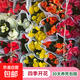 麗格海棠重瓣大花盆栽紅玫瑰室內(nèi)客廳陽臺(tái)四季開凈化空氣好養(yǎng)花卉 隨機(jī)顏色麗格海棠4盆 不含盆