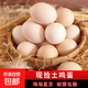 谷德新鮮農(nóng)家散養(yǎng)初生土雞蛋溏心蛋輕食早餐生鮮10枚單枚40g±5g 10枚
