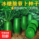 老不糠501水蘿卜種子蔬菜種子春秋季種庭院水果紅皮水蘿卜種子 冰糖脆水果蘿卜種子約300粒1包