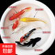 錦鯉魚(yú)活體觀(guān)賞魚(yú)活魚(yú)小型易養(yǎng)冷水淡水魚(yú)小魚(yú)苗錦鯉金魚(yú)好看錦鯉 10-12cm 六色錦鯉套餐6條