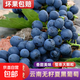 云南夏黑葡萄無(wú)籽黑提子黑加侖巨峰孕婦當應季新鮮水果現摘當季 云南建水夏黑葡萄1斤