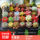 多肉植物組合3-5厘米卷好盆栽耐干旱好養(yǎng)新手基地玉露綠植盆栽 【不重復3-5cm】28棵多肉有玉露