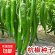 正宗香辣杭椒種子薄皮辣椒種子杭椒一號(hào)辣椒種子微辣尖椒蔬菜種子 杭椒一號(hào)種子 1包約100粒