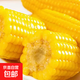 東北黃糯玉米 早餐主食代餐粘苞米棒 單棒均重180g加熱即食一整箱 黃糯180g*10棒