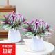 婚禮油畫室內(nèi)辦公室花卉綠植好養(yǎng)紫葉吊蘭觀葉耐陰植物 （2盆裝）油畫配小蠻腰吸水盆