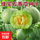 八里香甜瓜種子東北香瓜種籽花蕾豹紋四季水果蔬菜瓜果種子甜香 甜過(guò)初戀綠寶石甜瓜約100粒1包