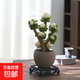 【金錢木】老樁多肉植物發(fā)財樹室內好養(yǎng)綠植客廳辦公花卉盆栽好養(yǎng) 精品金錢木錦+素燒陶瓷+四發(fā)底座