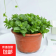 迷迭香苗盆栽可食用驅(qū)蚊植物香草薄荷苗綠植物室內(nèi)煎牛排水培花卉 小盆食用薄荷苗約10cm高原盆土一盆