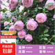 1.6米爬藤月季大苗蒂娜四季開花薔薇基地直發(fā)【買就送扦插小苗】 自由精神1.6米開花爆滿 送種植說明書